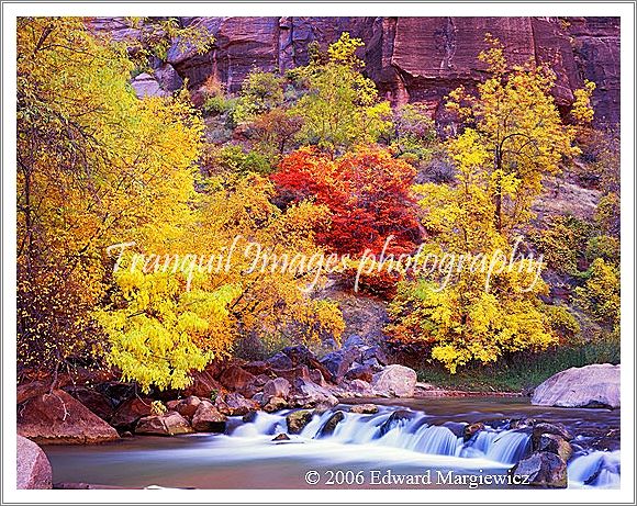 450168   Fall foliage along the Virgin River